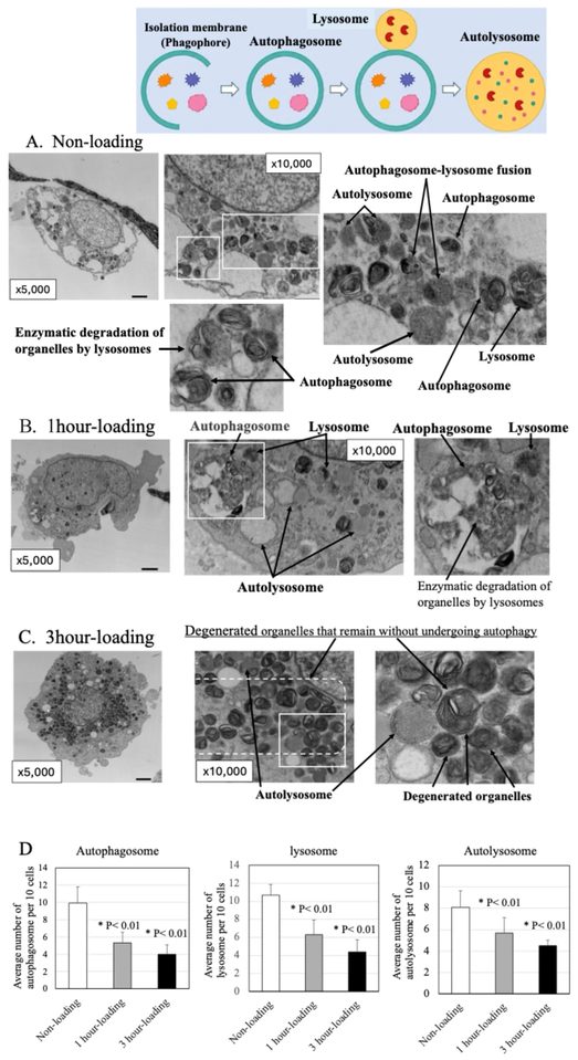 Transmission Electron Microscopy (TEM) analysis. ( A ): In chondrocytes of the non-loading group, a large number of autophagosomes and lysosomes showing the autophagy process, as well as autolysosomes after digestion of organelles, were observed. ( B ): In chondrocytes of the 1 h loading group, although fewer in number than in the no-load group, autophagosomes, lysosomes, and autolysosomes were seen indicating that the autophagy process was observed. ( C ): In chondrocytes of the 3 h loading group, the number of autophagosomes and autolysosomes was lower compared to the no-load and 1 h loading groups. On the other hand, there were numerous degenerated organelles that had not undergone autophagy within the chondrocytes. This suggests the accumulation of defective mitochondria and abnormal cellular proteins within the cells. ( D ): The numbers of autophagosomes, lysosomes, and autolysosomes per cell were significantly lower in mechanical loading groups than in non-loading group (* p < 0.01).
