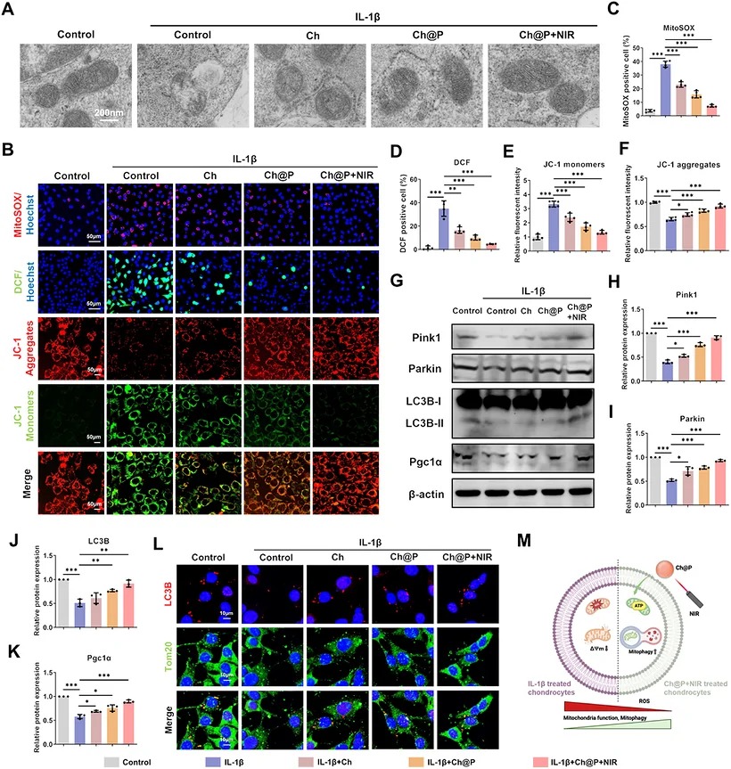 Ch@P maintains mitochondrial homeostasis by regulating mitophagy. (A) TEM images of mitochondria in chondrocytes after different treatments. (B-F) Immunofluorescent staining and quantitative analyses of cytosolic ROS level, mitochondrial ROS level, JC-1 monomers (green) and JC-1 aggregates (red) in different groups. (G-K) The protein expression of mitophagy-related markers (Pink1, Parkin, LC3B and Pgc1alpha) in different groups. (L) Co-localisation of LC3B and Tom20 in different groups. (M) The diagram shows that Ch@P maintains mitochondrial homeostasis by activating mitophagy. Data are presented as means +/- SD derived from three or four replicates. * p < 0.05, ** p < 0.01 and *** p < 0.001.