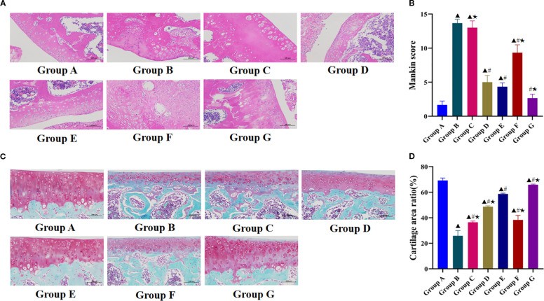H&E staining of rat knee articular cartilage in a knee osteoarthritis model showing surface fibrillation, chondrocyte cluster formation, and reduced staining of the territorial matrix characteristic of early OA.