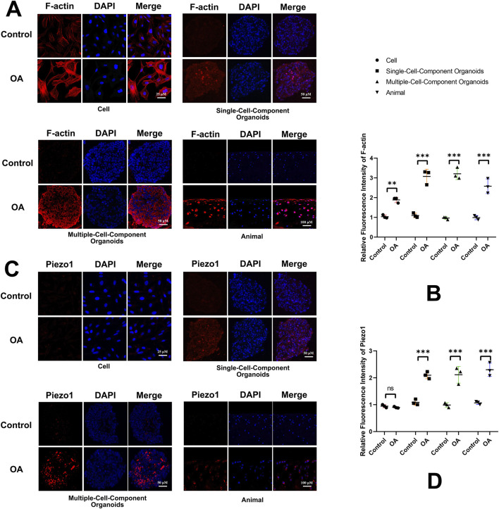Cytoskeleton formation and intercellular microstress could be simulated by single- and multiple-cell component organoids. (A,B) IF analysis of F-actin for investigation of cytoskeleton formation in normal and OA chondrocytes in cell cultures, single- and multi-cell-component organoids, and cartilage in vivo. (C,D) IF analysis of stress-sensitive ion channel PIEZO1 in normal and OA chondrocytes in cell cultures, single- and multi-cell-component organoids, and cartilage in vivo. ns, no significant difference; N = 3 in all groups. The statistical graph is plotted based on the relative fluorescence intensity. **p < 0.01; ***p < 0.001.
