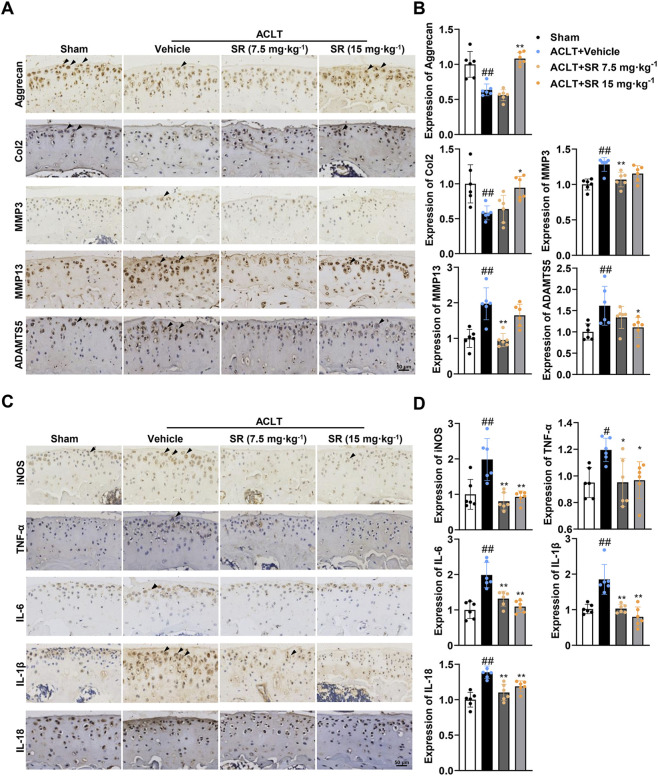SR retards the degradation and inflammation of articular cartilage matrix. (A) Immunohistochemistry results of Aggrecan, Col2, MMP3, MMP13 and ADAMTS5 proteins. Black arrows indicate a strong positive expression in cartilage tissue. (B) The ratios of immunoreactive positive cells of Col2, MMP3, MMP13 and ADAMTS5 in (A). (C) Immunohistochemistry results of iNOS, TNF-alpha and IL-6 proteins. Black arrows indicate a strong positive expression in cartilage tissue. (D) The ratios of immunoreactive positive cells of iNOS, TNF-alpha and IL-6 in (C). Scale bars, 50 um.